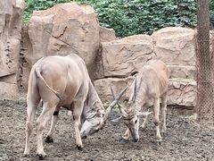 -北京野生动物园