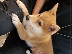 -柴迷FANS CLUB·柴犬狗咖·猫咖