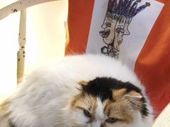 -猫小院猫主题餐厅(南锣旗舰店)