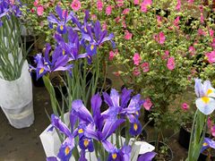 -龙大花卉苗木市场