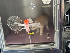 -北京观赏动物医院·24小时大型综合·猫专科·异宠专科