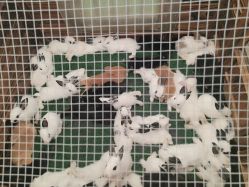 -萌宠亲子动物乐园(槐房万达店)