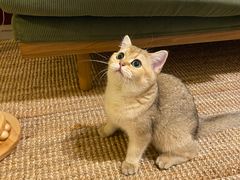 -猫大福·Fortune Cat猫舍(百子湾店)
