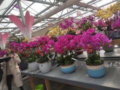 -荷兰花海