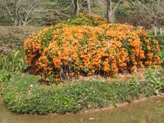 -中国科学院西双版纳热带植物园