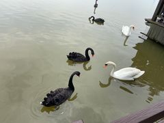 -宁波杭州湾国家湿地公园