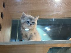 -BABIT巴比特宠物(MOMOPARK店)