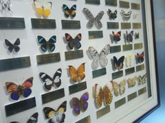 -上海昆虫博物馆