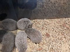 -绿色星球动物主题公园