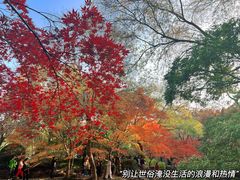 -秋霞圃