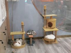 -BABIT巴比特宠物(MOMOPARK店)