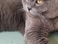 -猫在这儿猫咪咖啡馆·撸猫馆