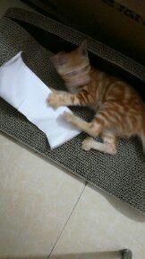 -东莞宠友24H宠物中心医院·转诊夜诊·异宠(新河北路院)