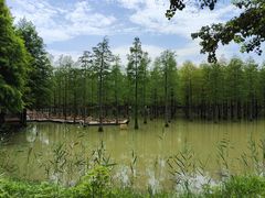 -泗洪洪泽湖湿地景区