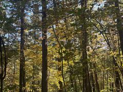 -五营红松林海景区