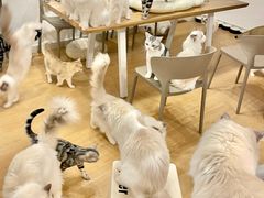 -有喵·猫咖·狗咖·30几只猫10只小狗(岗厦店)