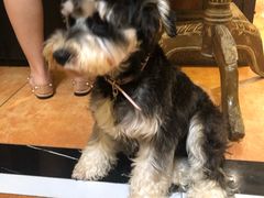 -more than meow吴止猫主题餐厅(承德 中船汇店)