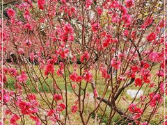 -桃花涧