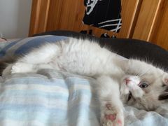 -欣宠猫屋·矮脚拿破仑·蓝金金渐层