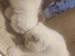 -屋虎猫馆(宝安大仟里店)