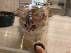 -飞行喵MR PILOT|猫舍·猫咖(静安大融城店)