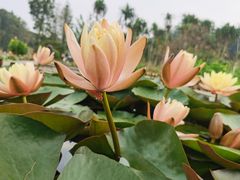 -华南国家植物园-售票处