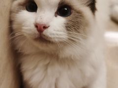 -momokira米努特·德文卷毛猫·棉花面纱犬