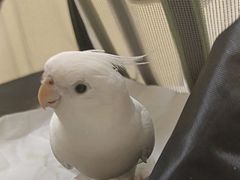 -安安宠医宠物医院·异宠·犬猫内科(岳阳分院)