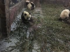 -成都大熊猫繁育研究基地