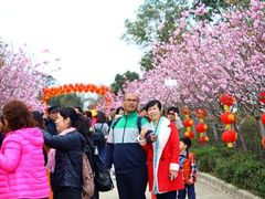 -天适樱花悠乐园