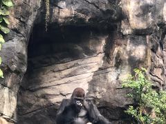 -奥兰多迪士尼动物王国乐园