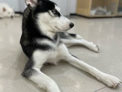 -共舞时光猫咖·狗咖(新街口店)