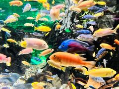 -太平洋海底世界