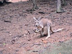 -清迈夜间动物园