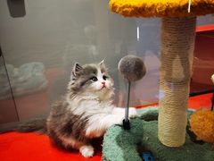 -babydoll猫舍·米努特·德文·缅因(久光中心店)