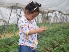 -小鱼草莓采摘园农家乐·小鱼餐厅