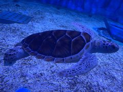 -海合安天津极地海洋公园