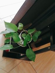 -香秀空间科技抗衰·美容中心