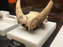 -河姆渡遗址博物馆