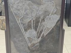 -游龙石文化科普馆