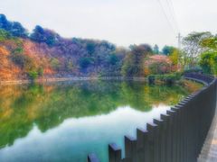 -王借岗森林公园