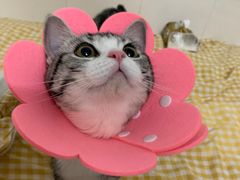 -创凡宠物医院·骨专科  猫科中心(西乡分院)