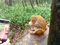 -黔灵山公园-南门售票处