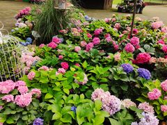 -上海共青森林公园