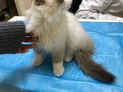 -芭比堂动物医院·犬猫全科·异宠专科(雁塔分院)