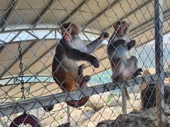 -西霞口神雕山野生动物世界