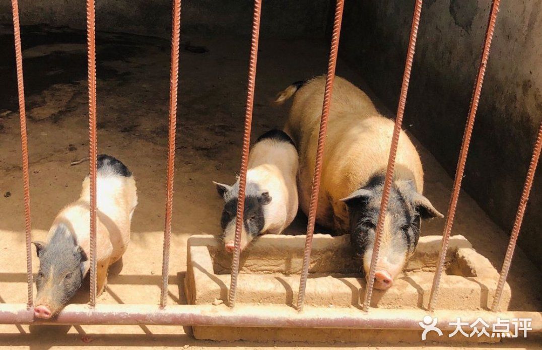 带孩子来农场里面体验大自然，感受大自然吧！