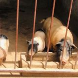 带孩子来农场里面体验大自然，感受大自然吧！