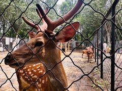 -长白岛森林公园