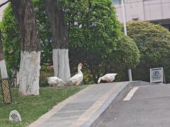-西安国际创新人才交流中心•药浴温泉